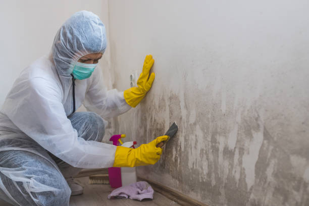 Professional Mold Removal in Sugar Hill, GA