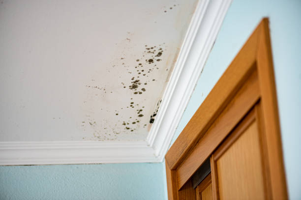 Best Toxic Mold Removal  in Sur Hill, GA