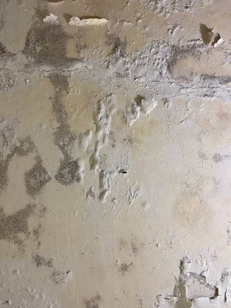 Best Mold Testing  in Sur Hill, GA