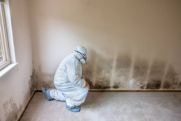 Best Mold Cleaning Services  in Sur Hill, GA