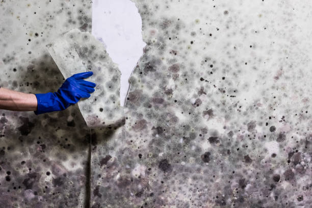 Best Attic Mold Removal  in Sur Hill, GA